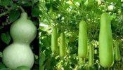 Bottle Gourd Benefits: ಮಲಬದ್ಧತೆ, ಕ್ಯಾನ್ಸರ್ ರೋಗಕ್ಕೆ ರಾಮಬಾಣ ಈ ಕಾಯಿ..!