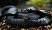 Snake Bite: ಹಾವುಗಳು ಹೆಚ್ಚಾಗಿ ದೇಹದ ಯಾವ ಭಾಗಕ್ಕೆ ಕಚ್ಚುತ್ತವೆ ಗೊತ್ತಾ? ಮೊದಲು ಟಾರ್ಗೆಟ್‌ ಮಾಡುವುದು ಇದೇ ಭಾಗವನ್ನು