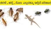 ಮನೆಯ ಮೂಲೆ ಮೂಲೆ ಜಿರಳೆ.. ನೊಣಗಳ ಕಾಟವೇ? ಇದೊಂದು ಕೆಲಸ ಮಾಡಿ ಮತ್ತೆಂದೂ ಆ ಕಡೆ ಸುಳಿಯಲ್ಲ.. 