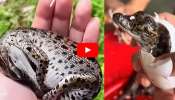 Baby Crocodile Video: ಮೊಟ್ಟೆಯಿಂದ ಹೊರಬಂದ ಕ್ಯೂಟ್‌ ಮೊಸಳೆ ಮರಿ! ಅಬ್ಬಬ್ಬಾ.. ಅದರ ಕಣ್ಣು ನೋಡಿನೇ ಕಳೆದೋಗ್ತಿರಾ.. 