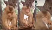 Viral Video: ಸ್ಟೈಲ್‌ ಆಗಿ ಸಿಗರೇಟ್‌ ಸೇದಿದ ಕೋತಿ... ನಶೆಯಲ್ಲಿ ತೂರಾಡುತ್ತಾ ಮಾಡಿದ್ದೇನು? ಮಂಗಣ್ಣನ ಮಂಗನಾಟದ ವಿಡಿಯೋ ವೈರಲ್