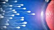 Sperm race : ವಿಶ್ವದಲ್ಲೇ ಮೊದಲ ಬಾರಿಗೆ, ಕ್ರಿಕೆಟ್‌ನಂತೆ ಮೈದಾನದಲ್ಲಿಯೇ &quot;ವೀರ್ಯ ಓಟದ ಸ್ಪರ್ಧೆ&quot; ಆಯೋಜನೆ, ನೇರಪ್ರಸಾರ..! 8 ಕೋಟಿ ರೂ.