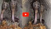 Snake Video: ರಾಜರ ಕಾಲದ ನಿಧಿ ಕಾಯುತ್ತಿದೆ ಜೋಡಿ ನಾಗರಹಾವು... ಅಪರೂಪದಲ್ಲಿ ಅಪರೂಪದ ವಿಡಿಯೋ ವೈರಲ್‌