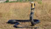 Snake bite rituals: ಹಾವು ಕಚ್ಚಿ ಸತ್ತ ವ್ಯಕ್ತಿಯನ್ನು ಯಾಕೆ ಅಂತಿಮ ಸಂಸ್ಕಾರ ಮಾಡಲ್ಲ ಗೊತ್ತಾ..? ಮಣ್ಣು ಮಾಡದೆ ಬಿಟ್ಟರೆ ಮರಳಿ ಬದಕುತ್ತಾನಂತೆ ಪ್ರಾಣ ಕಳೆದುಕೊಂಡ ವ್ಯಕ್ತಿ..!