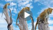 Cobra vs Leopard viral video: ಬೇಟೆಗಾರನ ಎದೆ ನಡುಗಿಸಿದ ರಣ ಬೇಟೆಗಾರ.. ದೈತ್ಯ ಹಾವಿನ ಕೋಪಕ್ಕೆ ಹೆದರಿ ಮರ ಹತ್ತಿ ಕುಂತ ಚಿರತೆ.. ಕೊನೆಗೆ ಆಗಿದ್ದೇನು? ಗೆದ್ದವರಾರು...