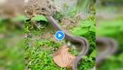 Viral Video: ಜೀವಂತ ಹಾವನ್ನೇ ಗುಳುಂ ಅಂತ ನುಂಗಿದ ಕಪ್ಪೆ... ಮುಂದೇನಾಯ್ತು? ವಿಡಿಯೋ ನೋಡಿ