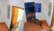 Leopard Viral Video: ಮನುಷ್ಯರಿಗೇನಾ.. ಪ್ರಾಣಿಗಳೊಗೇನು ತೊಂದ್ರೆ ಇರಲ್ವಾ..? ಹಾಗಂತ ನಾವು ಹೇಳ್ತಿಲ್ಲ, ದೂರು ಕೊಡೋಕಂತ ಪೋಲಿಸ್‌ ಠಾಣೆಗೆ ಚಿರತೆ ಎಂಟ್ರಿ ಕೊಟ್ಟಿದೆ! ವಿಡಿಯೋ ನೋಡಿ