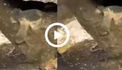 Turtle and Snake Viral Video: ಈಜಾಡುತ್ತಿದ್ದ ಆಮೆಯ ಬೇಟೆಯಾಡಲು ನೀರಿಗಿಳಿದ ಹಾವು! ಇರೀ.. ಇರೀ.. ನೀವು ಅಂದುಕೊಂಡಿದ್ದಲ್ಲ, ಅಲ್ಲಾಗಿದ್ದೇ ಬೇರೆ! ವಿಡಿಯೋ ನೋಡಿ
