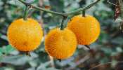 Cancer Preventing Fruit: ಕ್ಯಾನ್ಸರ್‌ ರೋಗಕ್ಕೆ ಶತ್ರು ʻಈʼ ಹಣ್ಣು.. ವರ್ಷಕ್ಕೊಮ್ಮೆ ತಿಂದ್ರೂ ಮಾರಕ ರೋಗ ನಿಮ್ಮ ದೇಹಕ್ಕೆ ಹಾನಿ ಮಾಡಲ್ಲ