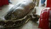 Python snake: ಅಯ್ಯೋ ದುರ್ವಿಧಿಯೇ... 36 ವರ್ಷದ ಜೀವಂತ ಮಹಿಳೆಯನ್ನು ನುಂಗಿ ನೀರು ಕುಡಿದ ದೈತ್ಯ ಹೆಬ್ಬಾವು! ರಾಕ್ಷಸ ಹಾವಿನ ಕೃತ್ಯಕ್ಕೆ ಬೆಚ್ಚಿಬಿದ್ದ ಗ್ರಾಮಸ್ಥರು
