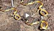Gold Snake Viral Video: ಗದ್ದೆಯಲ್ಲಿ ಕಂಡು ಬಂತು ಚಿನ್ನದಂತೆ ಹೊಳೆಯುತ್ತಿದ್ದ ಜೀವಂತ ಹಾವು.. ಈ ಸರ್ಪ ದುಬೈನಿಂದಲೇ ಬಂದಿರಬೇಕು ಎಂದ ನೆಟ್ಟಿಗರು