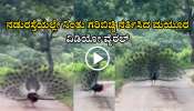ನಡುರಸ್ತೆಯಲ್ಲಿ ಗರಿಬಿಚ್ಚಿ ನರ್ತಿಸಿದ ಮಯೂರ- ವಿಡಿಯೋ ವೈರಲ್