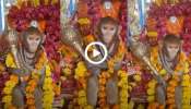 Viral Video: ಗದೆ ಹಿಡಿದು ದೇವಸ್ಥಾನದ ಗರ್ಭಗುಡಿಯಲ್ಲಿ ಕೂತ ಕೋತಿ! ಸಾಕ್ಷಾತ್‌ ಹನುಮಂತನೇ ದರ್ಶನ ಕೊಟ್ಟ ಎನ್ನುತ್ತಿರುವಾಗಲೇ ಆಗಿದ್ದೇನು ನೋಡಿ..