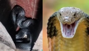 Viral Video: ಮನೆಯ ಟ್ರಂಕ್​​ನಲ್ಲಿತ್ತು 11 ಅಡಿ ಉದ್ದದ ಕಾಳಿಂಗ ಸರ್ಪ!! ಭಯಾನಕ ವಿಡಿಯೋ ಇಲ್ಲಿದೆ ನೋಡಿ