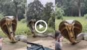 King Cobra Viral Video: ಅಬ್ಬಬ್ಬಾ.. ನೋಡುಗರ ಎದೆ ನಡುಗಿಸುವಂತಿದೆ ಎಡೆ ಎತ್ತಿ ಕುಂತ ಕಿಂಗ್‌ ಕೋಬ್ರಾ.. ಕಾಡಿನ ಮಧ್ಯೆ ಪತ್ತೆಯಾದ ಈ ಹಾವಿನ ವಿಡಿಯೋವನ್ನು ನೋಡುವ ಧೈರ್ಯ ನೀವು ಮಾಡ್ತೀರ..?