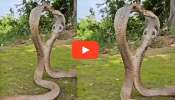 Snake Kissing video: ನಡುರಸ್ತೆಯಲ್ಲೇ ನಾಗಿಣಿಗೆ ಮುತ್ತಿಡುತ್ತಾ ಸೊಂಟ ಬಳುಕಿಸಿದ ಹಾವು! ಮೈಮರೆತು ಕಪಲ್‌ ಡ್ಯಾನ್ಸ್‌ ಮಾಡಿದ ನಾಗರಹಾವಿನ ಈ ವಿಡಿಯೋ ನೋಡಿದ್ರೆ ನೀವೂ ಮೈಮರೆಯೋದು ಪಕ್ಕಾ