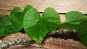 ಅಮೃತ ಬಳ್ಳಿ: ಪ್ರಕೃತಿಯ ಶಕ್ತಿಶಾಲಿ ಔಷಧೀಯ ಸಸ್ಯ