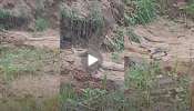 King Cobra vs ptyas snake Viral Video: ಹೊಟ್ಟೆ ಹಸಿವು ತಡೆಯಲಾಗಿಲ್ಲ.. ಬೇಟೆ ಎಲ್ಲೂ ಸಿಕ್ಕಿಲ್ಲ.. ಕೊನೆಗೆ ಕೇರೆ ಹಾವನ್ನೇ ಆಹಾರವನ್ನಾಗಿಸಿ ನುಂಗಿ ನೀರು ಕುಡಿದೇ  ಬಿಡ್ತು ನಾಗರ ಹಾವು