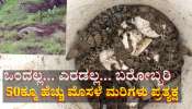 ಐವತ್ತಕ್ಕೂ ಹೆಚ್ಚು ಮೊಸಳೆ ಮರಿಗಳನ್ನು ರಕ್ಷಿಸಿದ ಗ್ರಾಮಸ್ಥರು:  ರೋಚಕ ಫೋಟೋಸ್ ವೈರಲ್ 