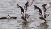 Eagle Vs Fish: ನೀರಿನಲ್ಲಿ ಮುಳುಗಿ ಬೇಟೆಯಾಡಲು ಹೋದ ಹದ್ದನ್ನೇ ಬೇಟೆಯಾಡಿದ ಮೀನು.. ಅಪರೂಪದಲ್ಲೇ ಅಪರೂಪದ ವಿಡಿಯೋ ವೈರಲ್‌