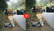 Watch: ವ್ಹಾವ್.., ಮೂರು ತಲೆಯ ನಾಗರಹಾವು.. ಜಗತ್ತಿನ ಏಕೈಕ ಹಾವು.. ವಿಡಿಯೋ ನೋಡಿ