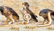 Eagle vs Snake Viral video: ಜೀವಂತವಾಗಿದ್ದ ನಾಗರಹಾವಿನ ಮೇಲೆ ಎರಗಿದ ರಣ ಹದ್ದು.. ನಂತರ ಆಗಿದ್ದೇ ಬೇರೆ! ಟ್ವಿಸ್ಟ್‌ ಇದೆ, ವಿಡಿಯೋ ನೋಡಿ..