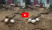 Watch: ಬಾಯಿಂದ ಮೊಟ್ಟೆ ಇಡುವ ನಾಗರಹಾವು.. ವಿಡಿಯೋ ನೋಡಿ ಶಾಕ್ ಆದ ಜನರು!!