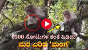 ಪ್ರವಾಸಿಗರ ₹500 ನೋಟುಗಳ ಕಂತೆ ಹಿಡಿದು ಮರ ಏರಿದ ಮಂಗ: ವಿಡಿಯೋ ವೈರಲ್ 