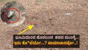 ಭೂಮಿಯಿಂದ ಹೊರಬಂದ  ಶವದ ಮುಂಗೈ!!  ಕೊ*ಲೆಯೋ...? ವಾಮಾಚಾರವೋ..! 