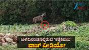 ಕಾಡಂಚಿನ ಗ್ರಾಮದಲ್ಲಿ ಕತ್ತೆ ಕಿರುಬನ ಓಡಾಟ: ವಾಚ್ ವಿಡಿಯೋ 