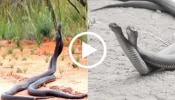 Viral Video: ಹಾಡಹಗಲೇ ಮೈಮರೆತು ಸರಸವಾಡಿದ ಘಟಸರ್ಪಗಳು, ಹಾವುಗಳ ರೋಮ್ಯಾನ್ಸ್‌ ವಿಡಿಯೋ ವೈರಲ್