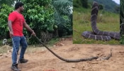 Snake Video: 16 ಅಡಿ ಉದ್ದದ ಕಾಳಿಂಗ ಸರ್ಪ ಸೆರೆ... ರಕ್ಷಣಾ ಕಾರ್ಯದಲ್ಲಿ ಖ್ಯಾತ ನಟಿ ಭಾಗಿ.. ವಿಡಿಯೋ ವೈರಲ್‌