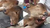 Viral Video: ಮೂರು ಕಣ್ಣು.. ಎರಡು ತಲೆ.. ಸಾಕ್ಷಾತ್‌ ಶಿವನ ರೂಪದಲ್ಲಿ ಹುಟ್ಟಿದ ಕರು, ದೇವರೆಂದು ಪೂಜಿಸುತ್ತಿರುವ ಸ್ಥಳಿಯರು!