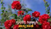 ನೀವೆನಾದರು ಮನೆಯಲ್ಲಿ ಗುಲಾಬಿ ಗಿಡ ನೆಟ್ಟಿದ್ದಿರಾ? ಅದೃಷ್ಟ, ಸುಖ ಸಂಪತ್ತಿಗಾಗಿ ಈ ವಾಸ್ತು ಟಿಪ್ಸ್ ಅನುಸರಿಸಿ
