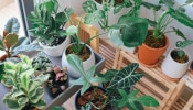 Vastu Plants: ಮನೆಯ ಸುತ್ತಮುತ್ತ ಈ ಸಸ್ಯಗಳನ್ನ ಬೆಳೆಸಿದ್ರೆ ನಿಮ್ಮ ಖಜಾನೆ ಎಂದಿಗೂ ಖಾಲಿಯಾಗಲ್ಲ!!