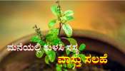 ಮನೆಯಲ್ಲಿ ತುಳಸಿ ಸಸ್ಯದೊಂದಿಗೆ ಯಾವುದೇ ಕಾರಣಕ್ಕೂ ಈ ಗಿಡ ನೆಡಬೇಡಿ.. ಇಲ್ಲ ತಪ್ಪಿದ್ದಲ್ಲ ಅನಾಹುತ...! 