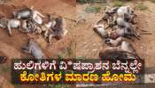 ಐದು ಹುಲಿಗಳ ಸಾ*ವಿನ ಬೆನ್ನಲ್ಲೇ, ಕೋತಿಗಳಿಗೆ ವಿ*ಷ ಹಾಕಿದ ಕಿಡಿಗೇಡಿಗಳು