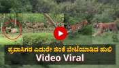 ಪ್ರವಾಸಿಗರ ಮುಂದೆಯೇ ಜಿಂಕೆ ಬೇಟೆಯಾಡಿದ ಹುಲಿ: ವಾಚ್ ವೈರಲ್ ವಿಡಿಯೋ 