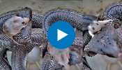 Viral Video: ತನ್ನನ್ನು ಬೇಟೆಯಾಡಲು ಬಂದ ನಾಗರಹಾವಿಗೆ ಚಳ್ಳೆ ಹಣ್ಣು ತಿನ್ನಿಸಿದ ಪುಟ್ಟ ಇಲಿ.. ಇದರ ಬುದ್ದಿವಂತಿಗೆ ನೀವೇನಂತೀರಾ? ವಿಡಿಯೋ ನೋಡಿ