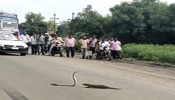 ರಸ್ತೆ ಮಧ್ಯದಲ್ಲಿಯೇ ಹಾವು-ಮುಂಗುಸಿ ಕದನಕ್ಕೆ ಇಡೀ ರಸ್ತೆಯೇ ಟ್ರಾಫಿಕ್..! ವಿಡಿಯೋ ವೈರಲ್...!