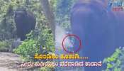 ಸೊಂಡಿಲು ತೂತಾಗಿ ನೀರು‌ ಕುಡಿಯಲು ಪರದಾಡಿದ ಕಾಡಾನೆ