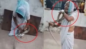 Viral Video: ಶಿವನ ಕೊರಳಲ್ಲಿದ್ದ ಹಾವು ಅಜ್ಜಿಯ ಕೊರಳಲ್ಲಿ ಪ್ರತ್ಯಕ್ಷ! ವಿಡಿಯೋ ಸಖತ್ ವೈರಲ್ 