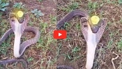 Viral Video: ನಾಗರಹಾವಿನ ತಲೆಯ ಮೇಲೆ ನಾಗಮಣಿ.. ಸಂಚಲನ ಸೃಷ್ಟಿಸುತ್ತಿರುವ ವಿಡಿಯೋ
