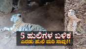 5 ಹುಲಿ ಬಳಿಕ ಎರಡು ಹುಲಿ ಮರಿ ಸಾವು! ಕಾರಣವೇನು? 