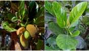 ಈ ಒಂದು ಹಣ್ಣಿನ ಮರ ನಿಮ್ಮ ಮನೆಯಂಗಳದಿ ಇದ್ದರೆ ಸಾಕು, ಯಾವುದೇ ರೋಗಗಳ ಭಯವೇ ಇರಲ್ಲ..!