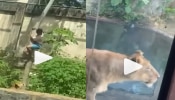 Viral Video: Zooನಲ್ಲಿ ಸಿಂಹದ ಮನೆಗೆ ತೆರಳಿ ಯುವಕನ ಹುಚ್ಚಾಟ! ಮುಂದೆ ಆಗಿದ್ದೇನು ನೋಡಿ...