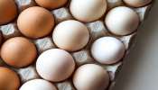 ಮೊಟ್ಟೆ ಸಸ್ಯಾಹಾರವೋ ಅಥವಾ ಮಾಂಸಾಹಾರವೋ? ಅಸಲಿ ಸತ್ಯ ಗೊತ್ತಾದ್ರೆ ಶಾಕ್‌ ಆಗ್ತೀರಾ!