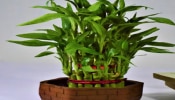 Vastu Plant: ಮನೆಯ ಆ ದಿಕ್ಕಿನಲ್ಲಿ ʼಈʼ ಗಿಡ ನೆಟ್ಟರೆ ಹಣದ ಸುರಿಮಳೆಯಾಗಲಿದೆ! Vastu Plant: ಮನೆಯ ಆ ದಿಕ್ಕಿನಲ್ಲಿ ʼಈʼ ಗಿಡ ನೆಟ್ಟರೆ ಹಣದ ಸುರಿಮಳೆಯಾಗಲಿದೆ!