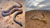 ಜಗತ್ತಿನಲ್ಲೇ ಅತ್ಯಂತ ಅಪಾಯಕಾರಿ ಹಾವು ಯಾವುದು ಗೊತ್ತಾ? ಕೇವಲ ಒಂದು ಹನಿ ವಿಷದಿಂದ 100 ಜನರನ್ನು ಕೊಲ್ಲುವ ಈ ಸರ್ಪಕ್ಕಿದೆ ಅಪರೂಪದ ಶಕ್ತಿ!
