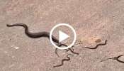 Viral Video: ನಡು ರಸ್ತೆಯಲ್ಲೇ ಮರಿಗಳಿಗೆ ಜನ್ಮ ನೀಡಿದ ಹಾವು! ಮೈ ಜುಮ್ಮೆನಿಸುವ ವಿಡಿಯೋ ಇಲ್ಲಿದೆ ನೋಡಿ..